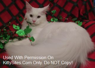 Bounty Maine Coons