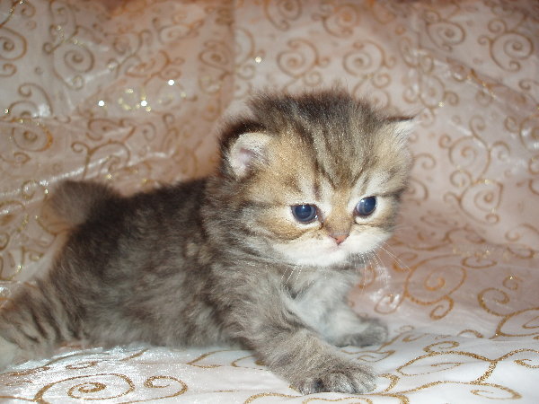 FancyGoldenSilverPersian
