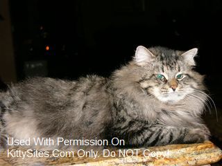 NightMusic Siberians