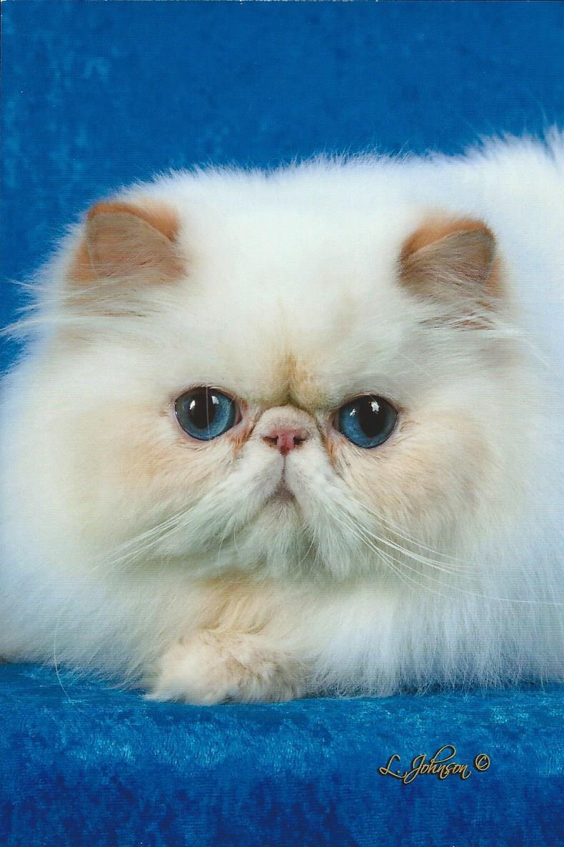 Purrstar Himalayans