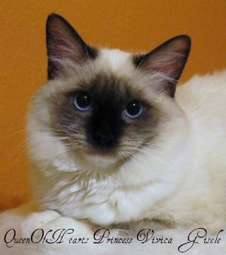 Queen Of Hearts Ragdolls