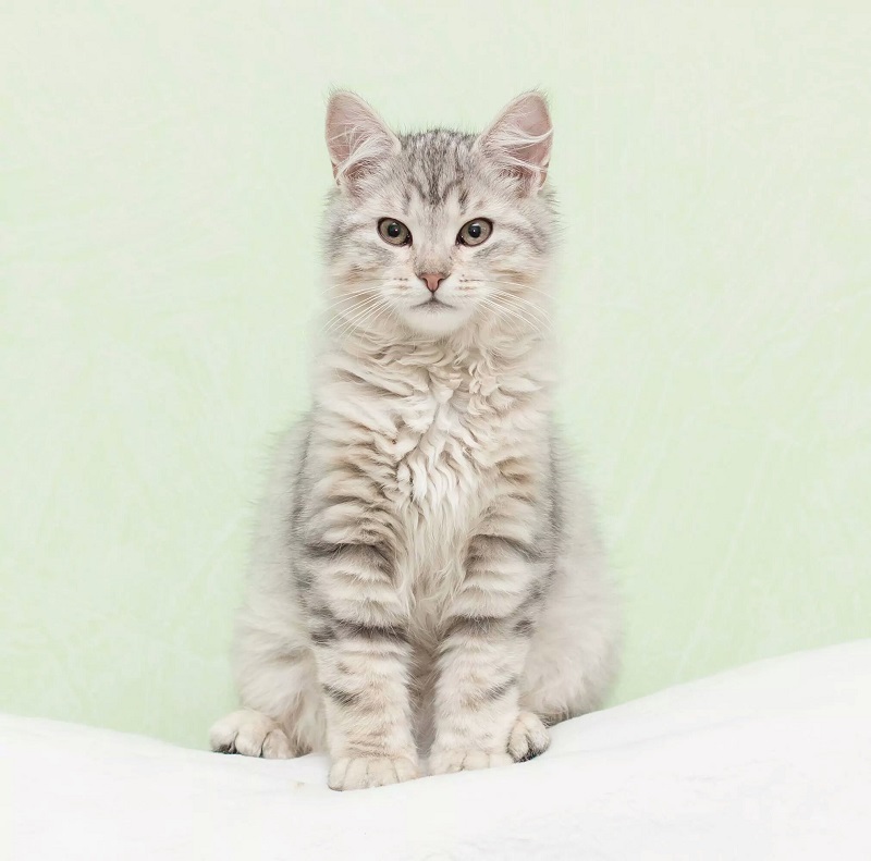 Snowy Hollow Siberian Cats