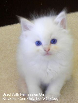 Aarons Ragdoll Kittens