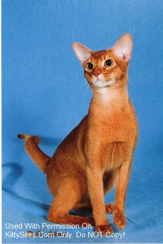We are TICA Abyssinian Breed