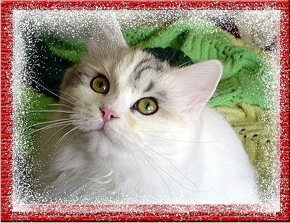 Anam Cara Siberian Cats