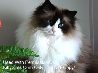 Angelkissed Ragdolls.com