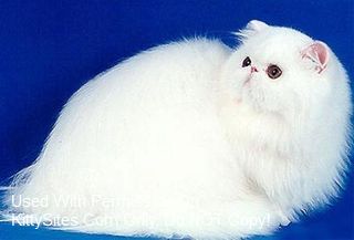 Angels And Dreams Persian Cats
