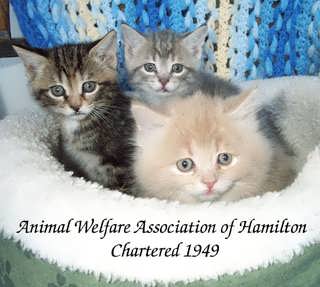 Animal Welfare Association