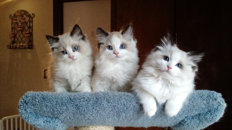 Appleton Ragdolls