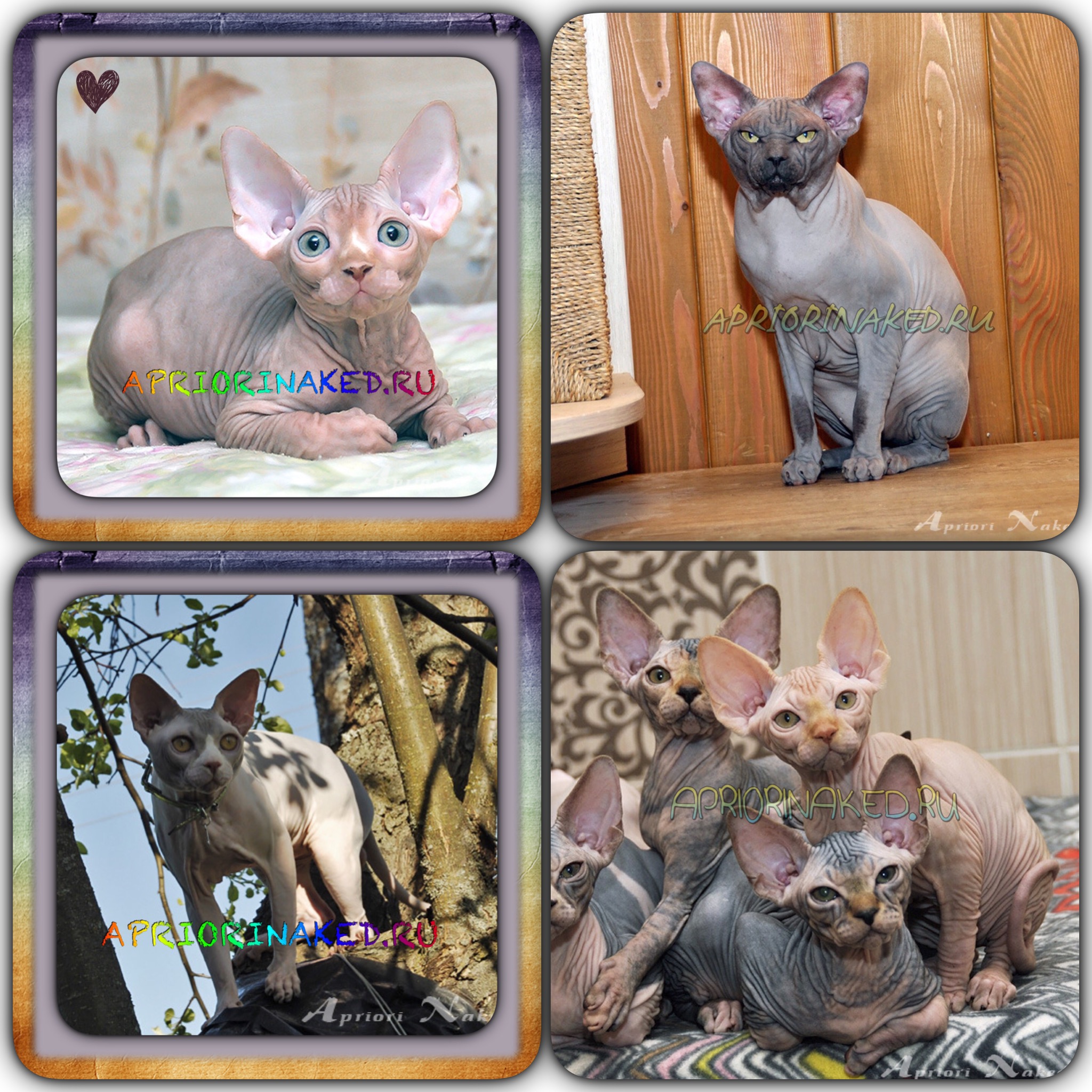 AprioriNaked Sphynx