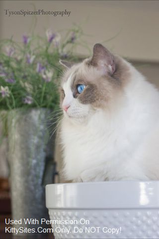 Arcattarags Cattery