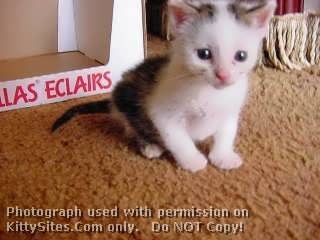 Aristocat Rescue
