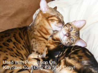 Atlantica Bengals