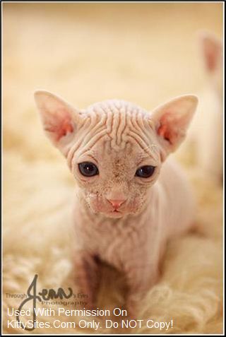 Bareenough Sphynx Cattery