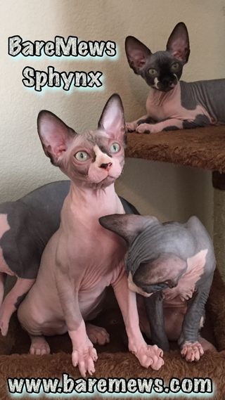 BareMews Sphynx