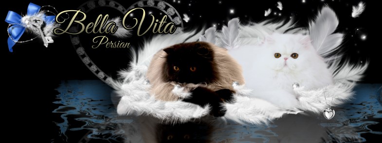 Bella Vita Persians