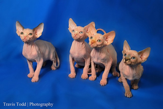 Bemisu Sphynx!