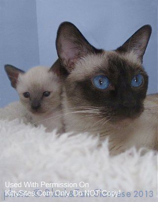 Blue point Siamese kittens