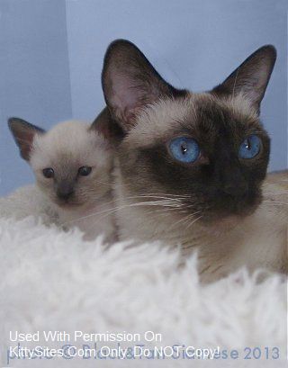 Old Style Siamese