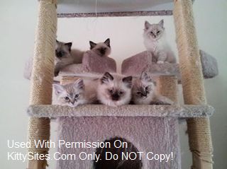 Blueeyedqtpies Ragdolls