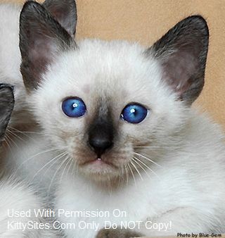 Siamese cat breeders located