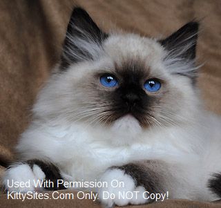 Ragdoll cat breeders located in Ohio. CFA and TICA registered Ragdoll cats