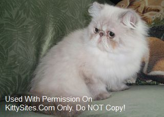 Bradpurr Cattery