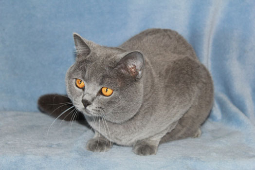 Beauty Tracks Cattery ~ British shorhairs