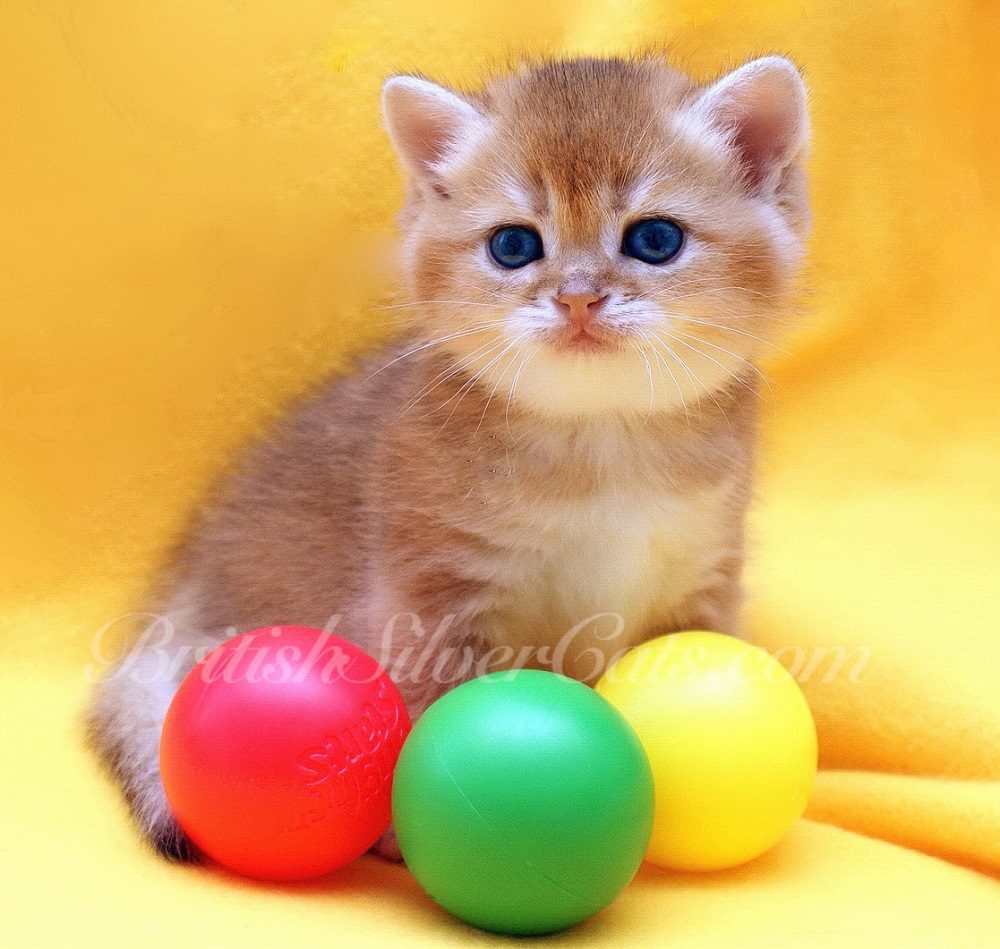 Space Coast Cattery