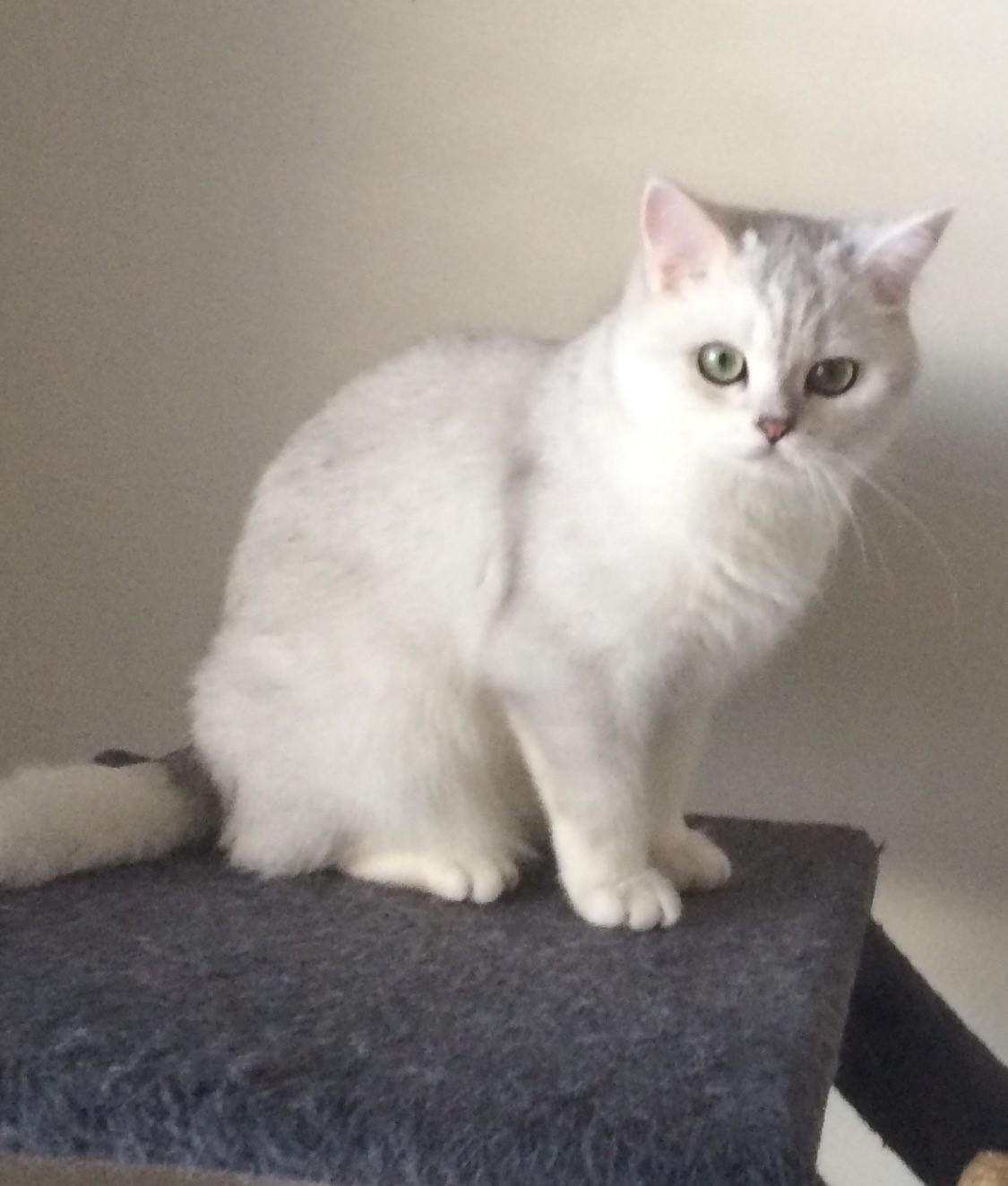 British Shorthair Kittens