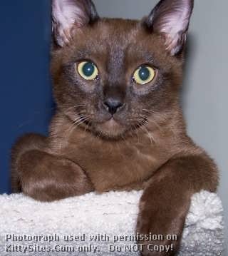 American traditional Burmese