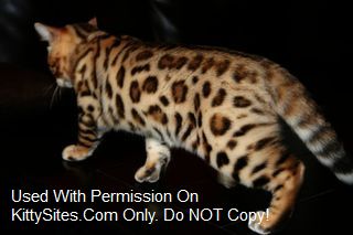 Cascade Rim Bengals