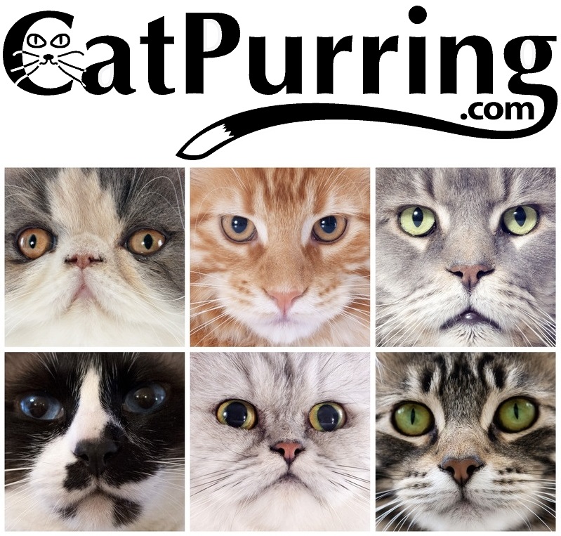 CatPurring.com