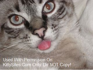 10 Top 10 Lists For Cat Lovers