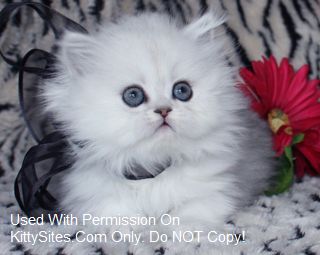 Persian Kittens for sale