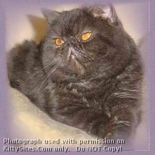 CatzR4me Persian, Himalayan & Exotic
