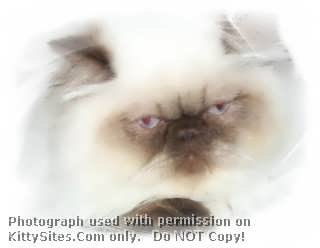 CatzR4me Persian, Himalayan & Exotic