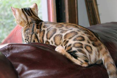 Cazpurrbengalcats