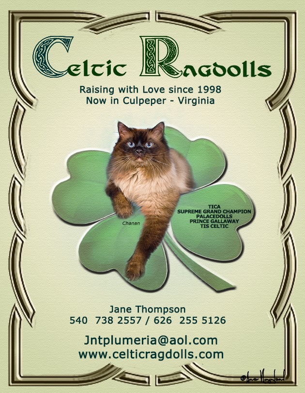 CelticRagdolls
