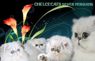 Chelcecats