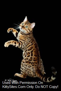 Clarkstone Bengals