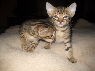 Columbia Breeze Savannah Cattery