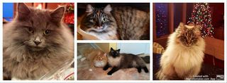 Croshka Siberian Cat & Kittens