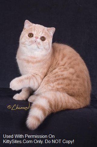 Dandy Cats