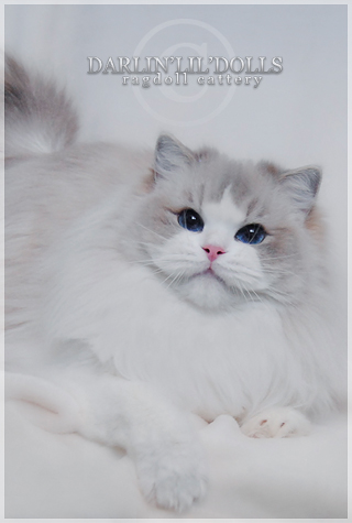 Darlin'lil'Dolls Ragdoll Cattery