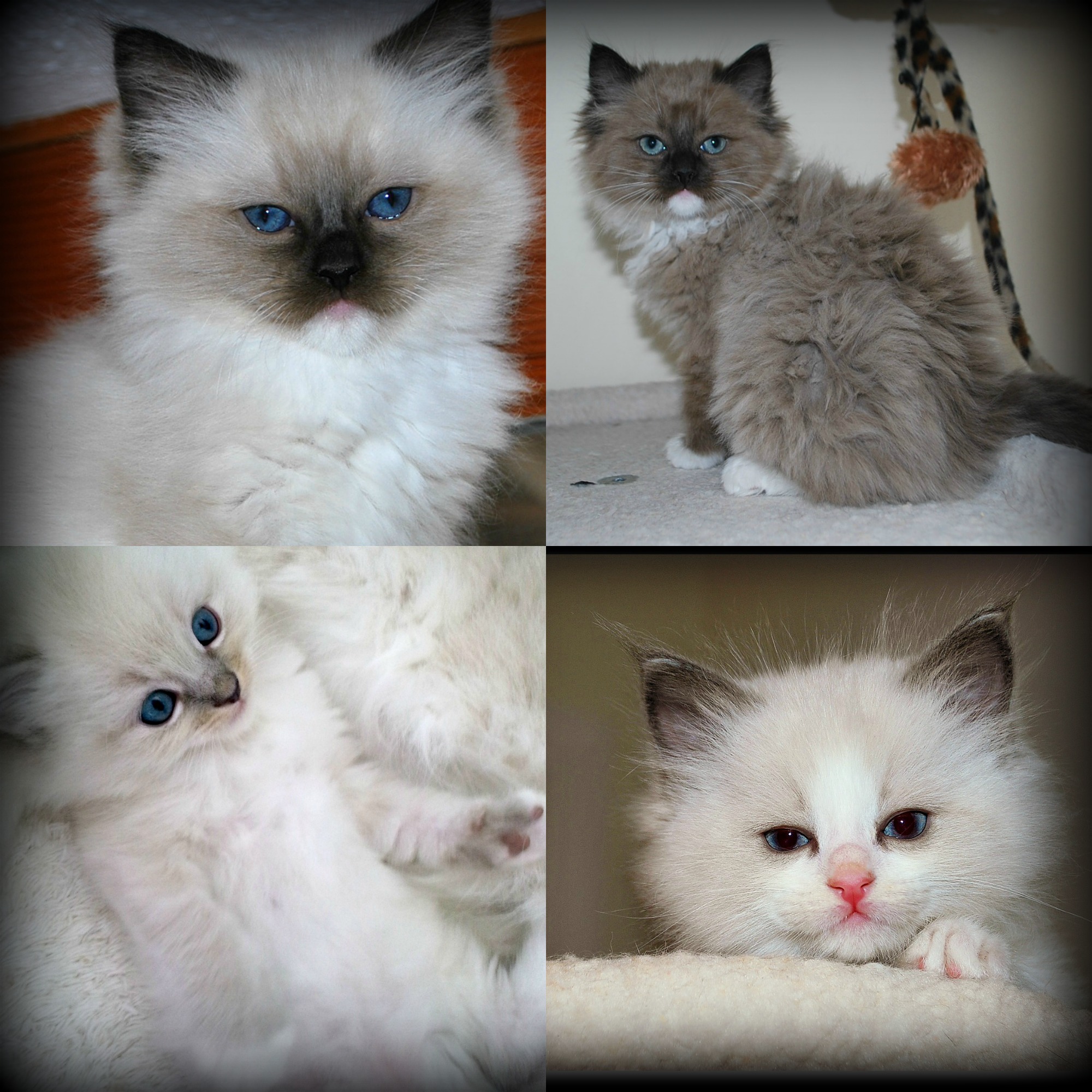 Dazzling Ragdolls