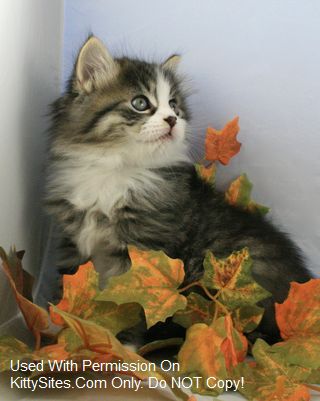 Siberian cats are kind in