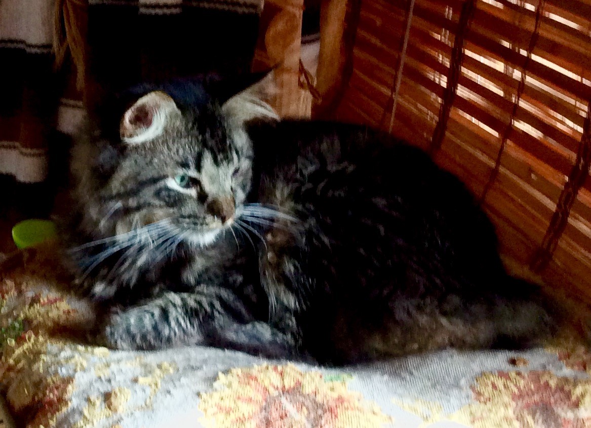 WILDROSE Manx Cattery