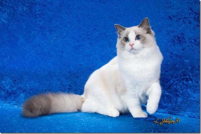 Dollinska Ragdolls