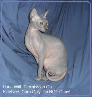 Triple F Sphynx Cattery